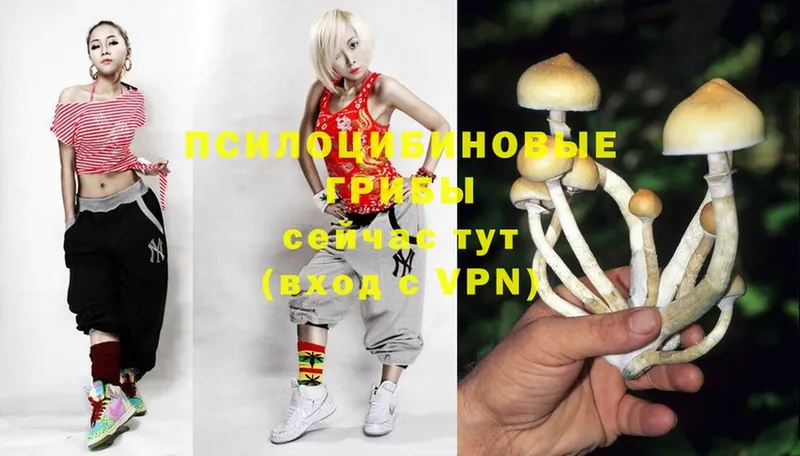 Псилоцибиновые грибы Psilocybe  гидра зеркало  Бежецк  купить  